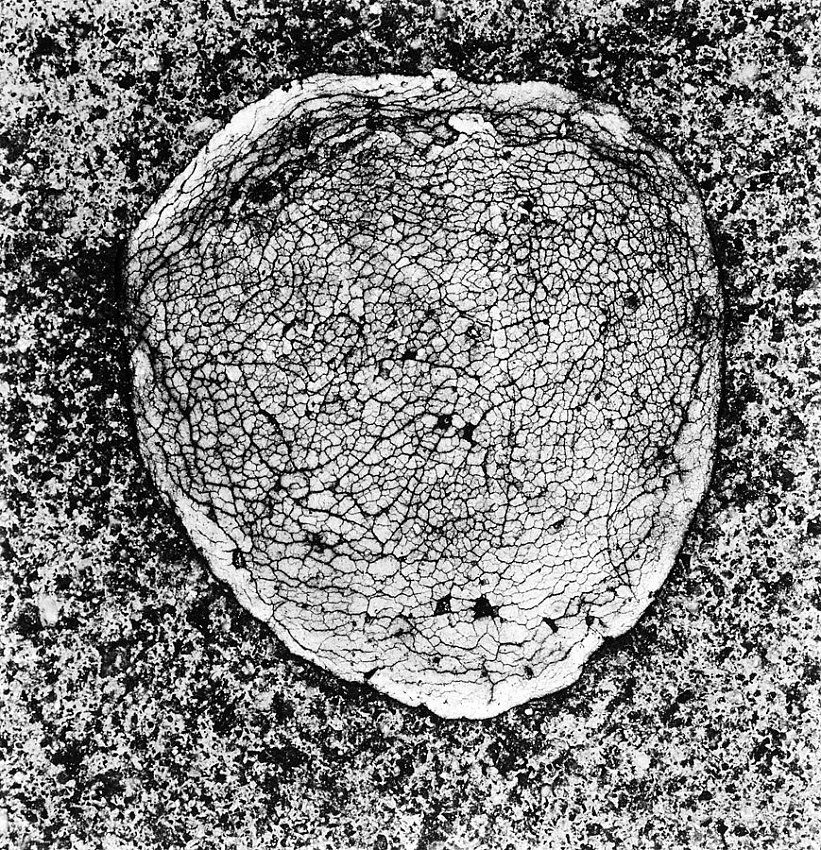 Irving Penn, Underfoot XXVII, New York, August - September 2000