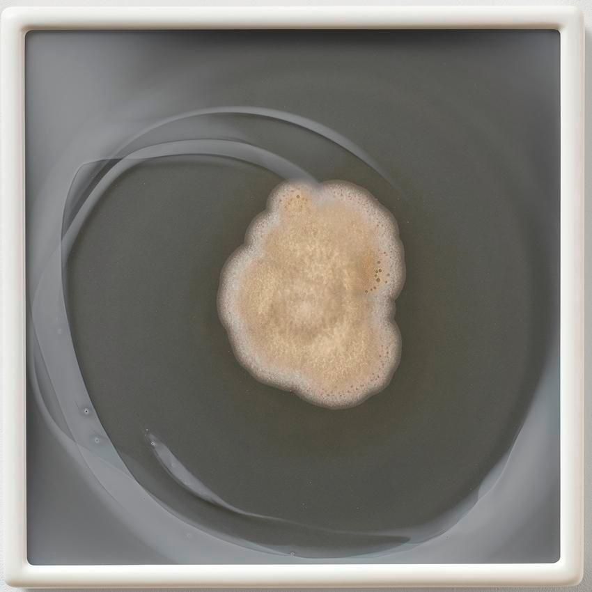 Dove Allouche Aspergillus terreus myc 9 (CRCC), seq MA #53