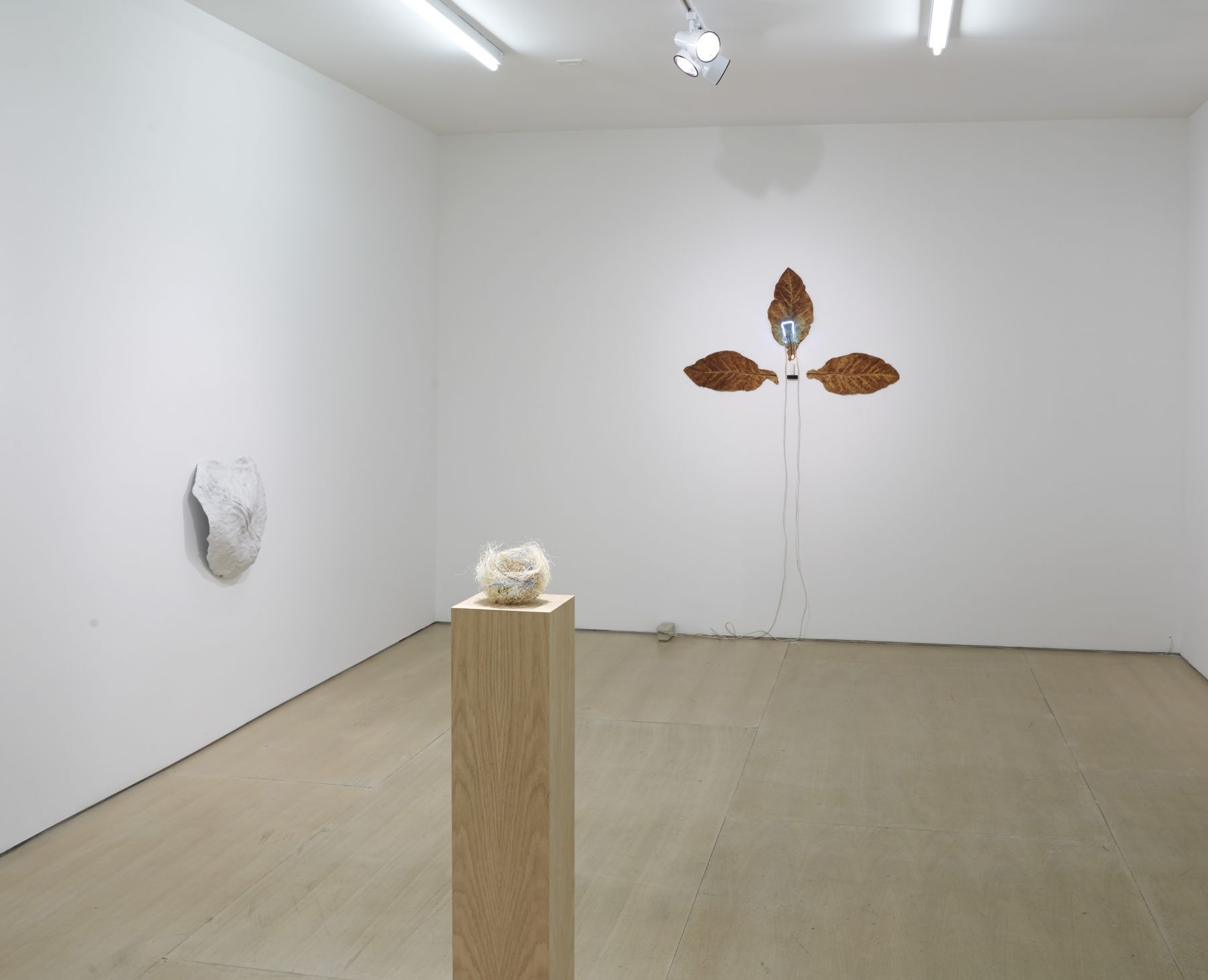 Ordering Nature (Installation View), 20 Clinton Street, 2015