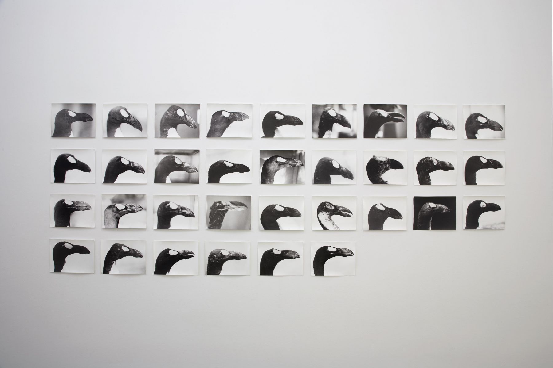 33 photographs of penguins by jochen lempert