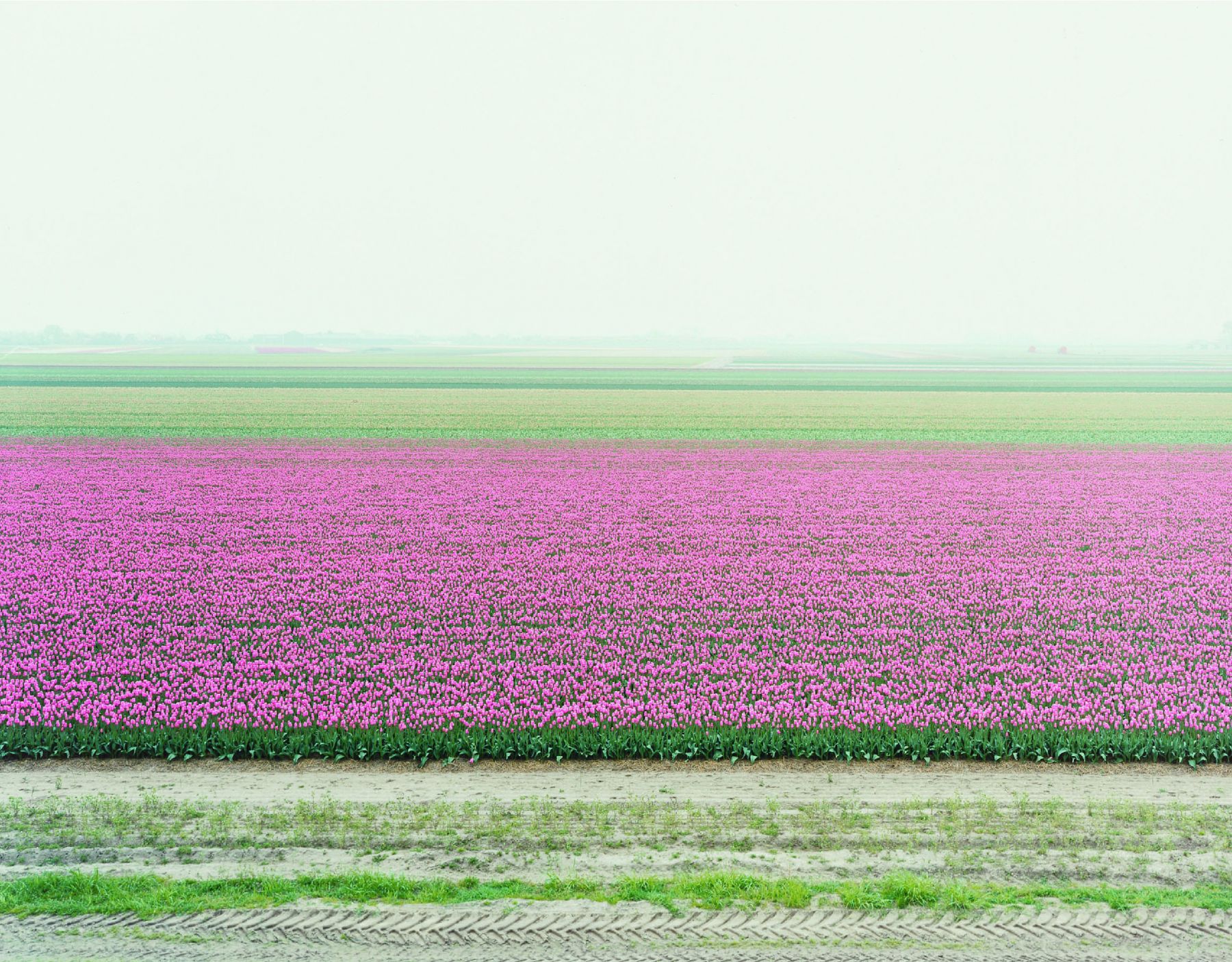 landscape with pink flowers by thomas fletchner