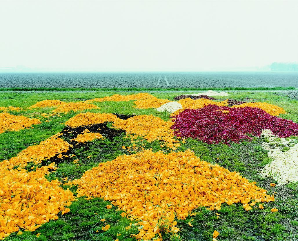 landscape with yellow and red fowers by thomas fletchner