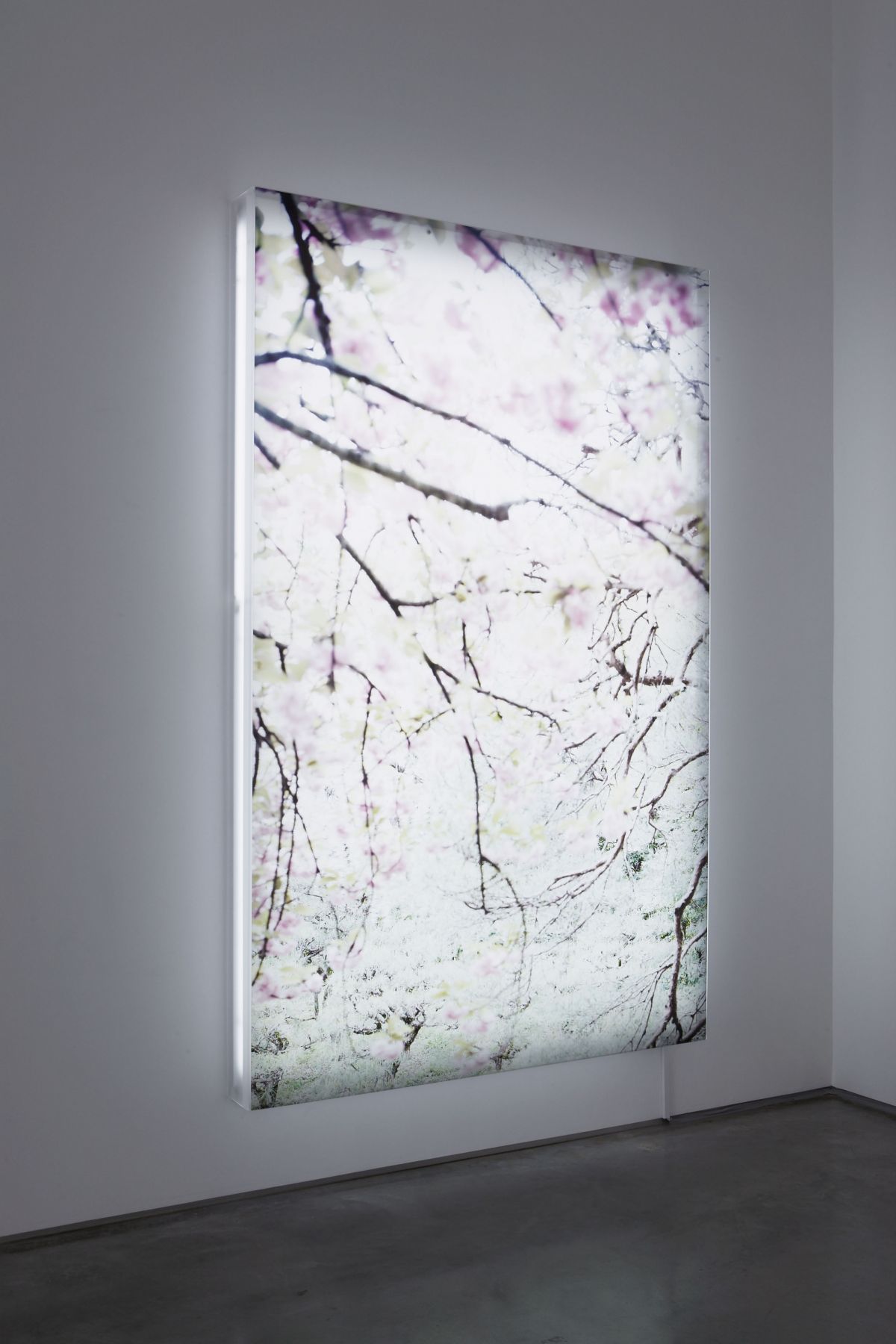 Sakura 7, 2003