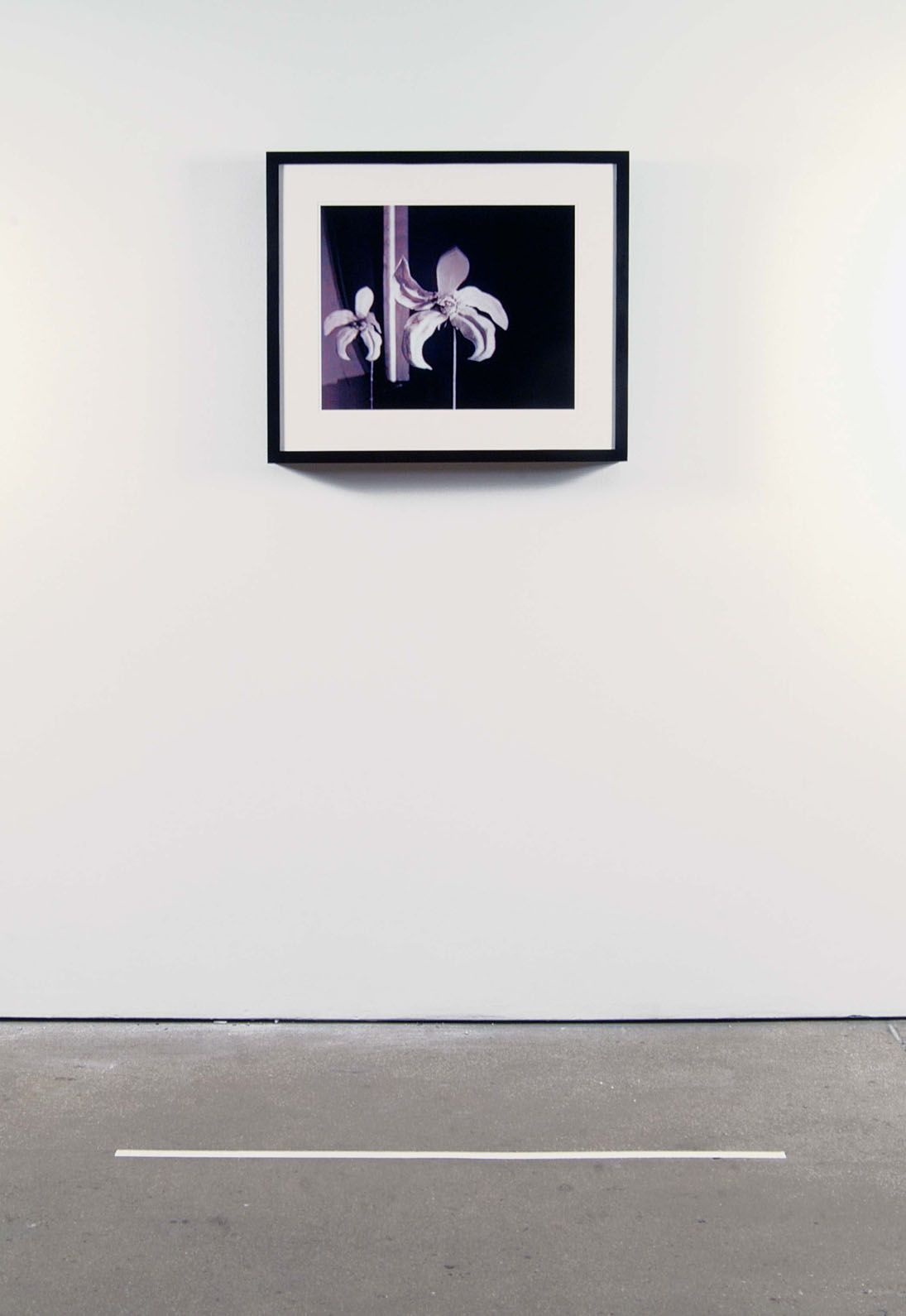 installation view of photograph with purple flowers by john waters