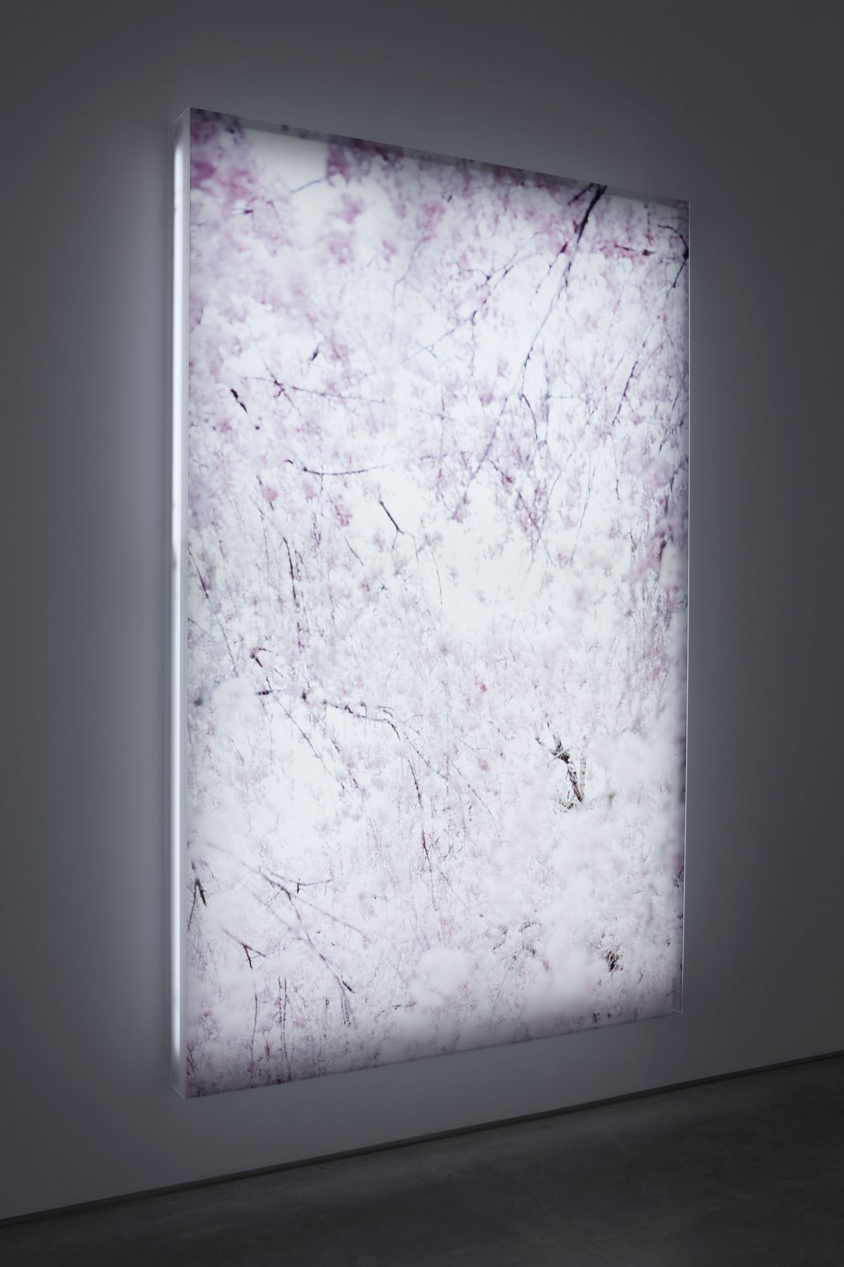 Sakura 11, 2003