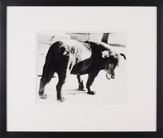 Daido Moriyama, Stray Dog, Misawa Aomori, 1971