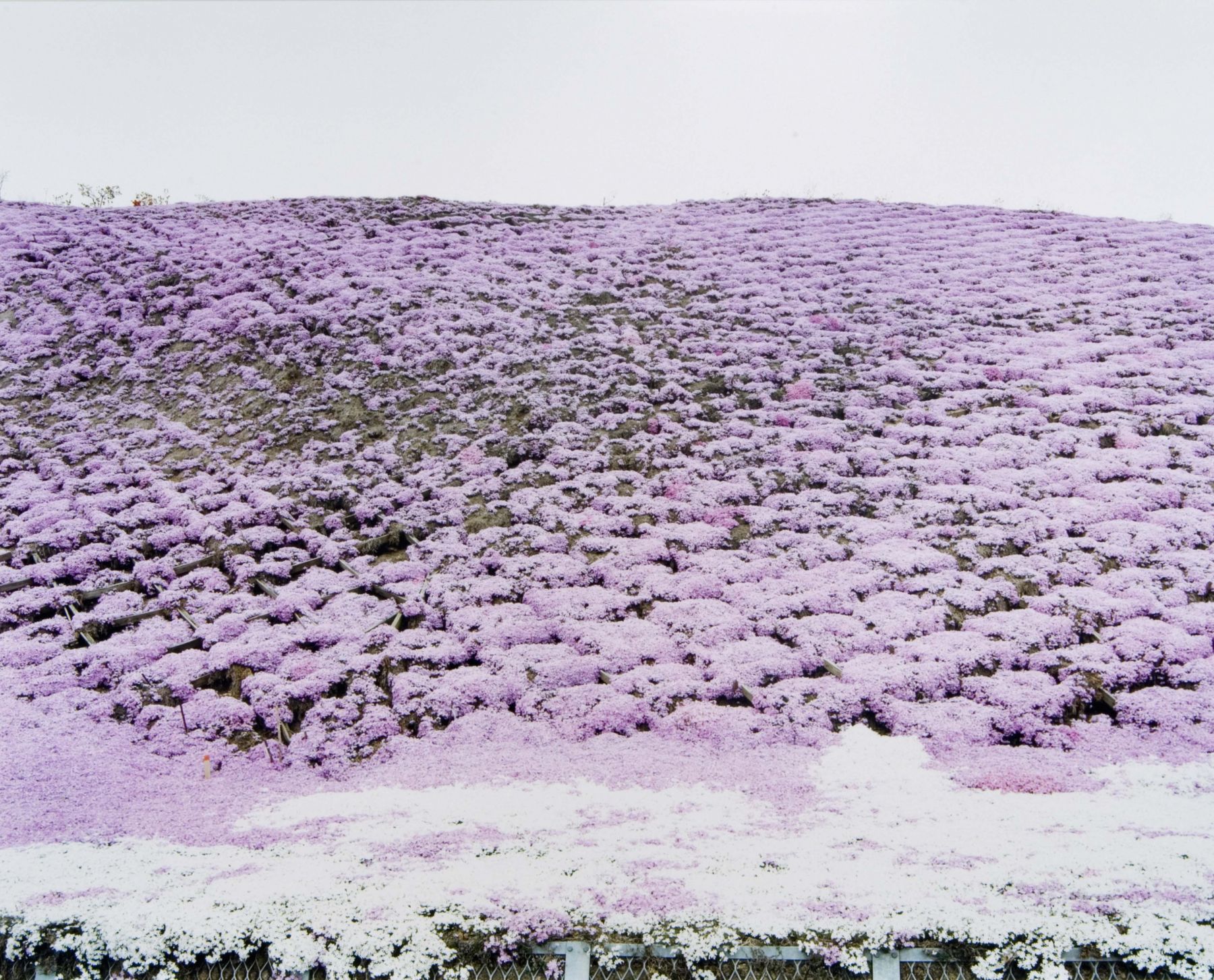 purple hills by thomas fletchner