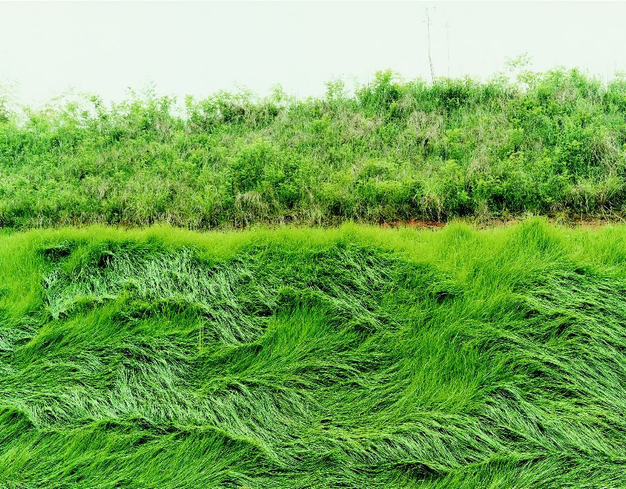 photo of grass by thomas fletchner