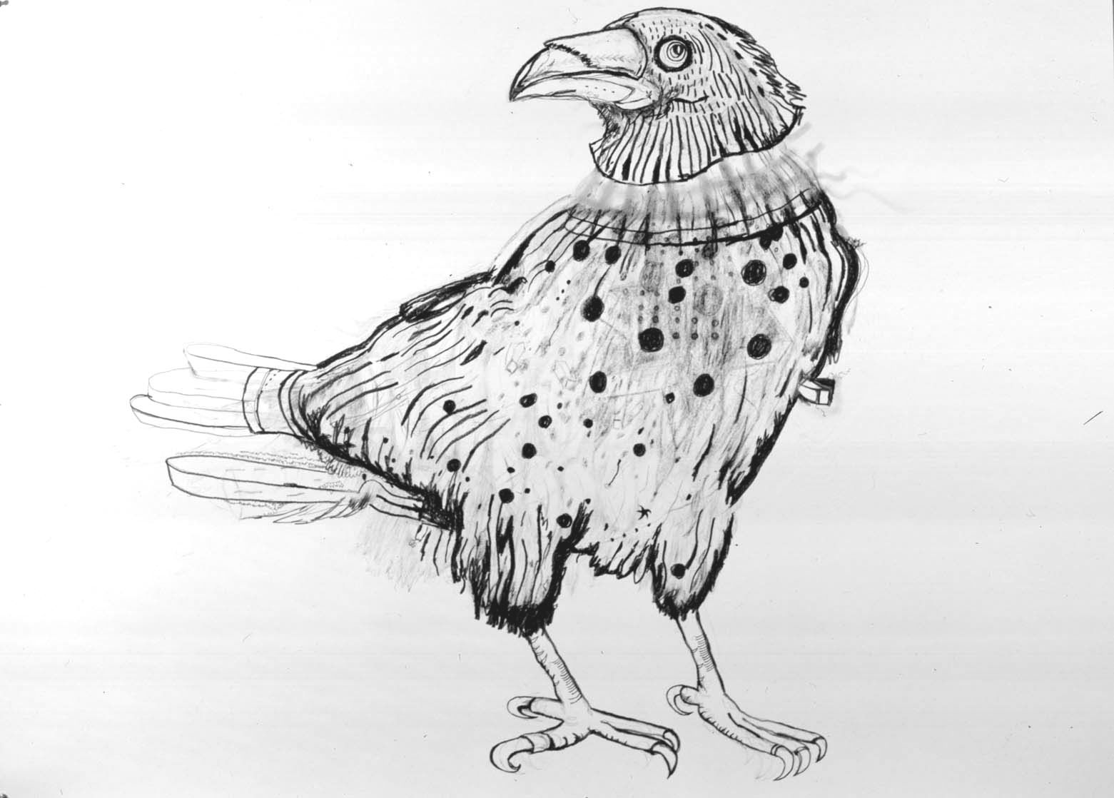 Bird, 2004, Graphite on paper