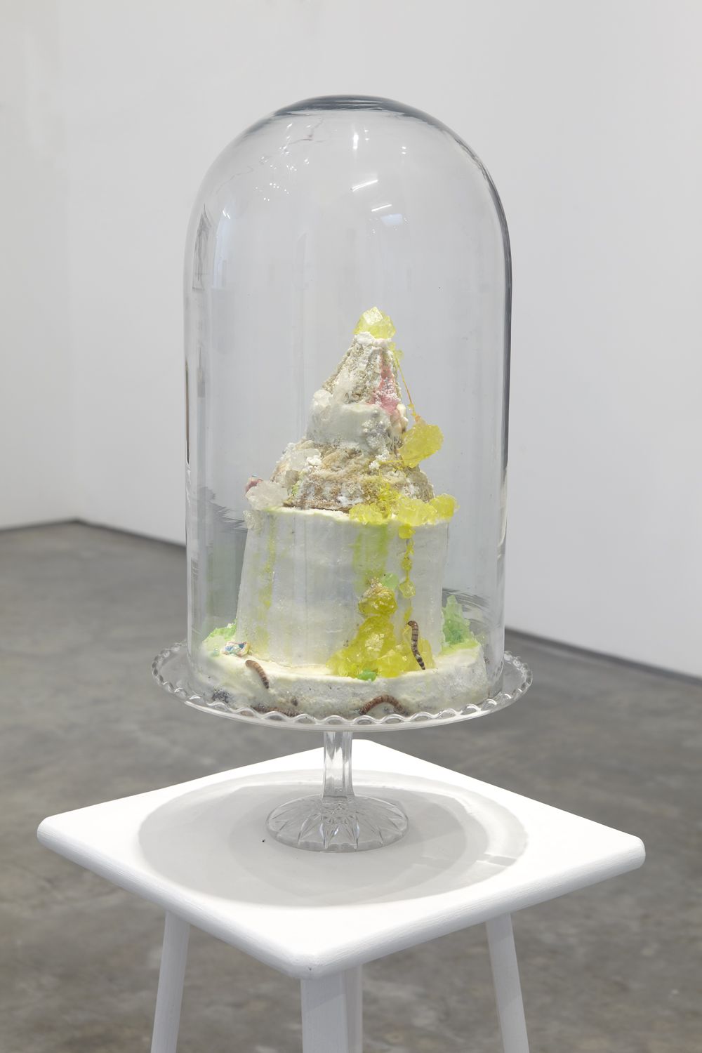 Dana Sherwood, Tenebrio molito, 2012