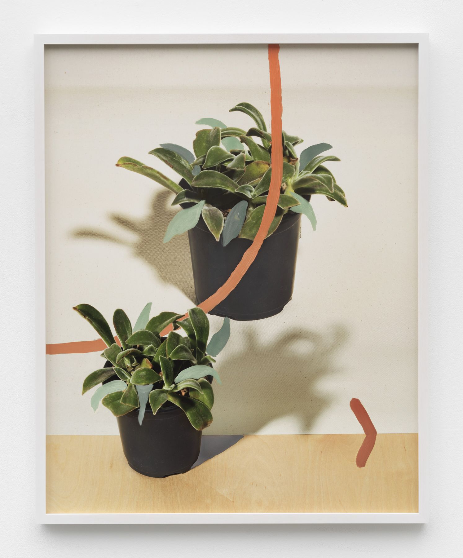 a John Houck print of plants for sale at a gallery in New York