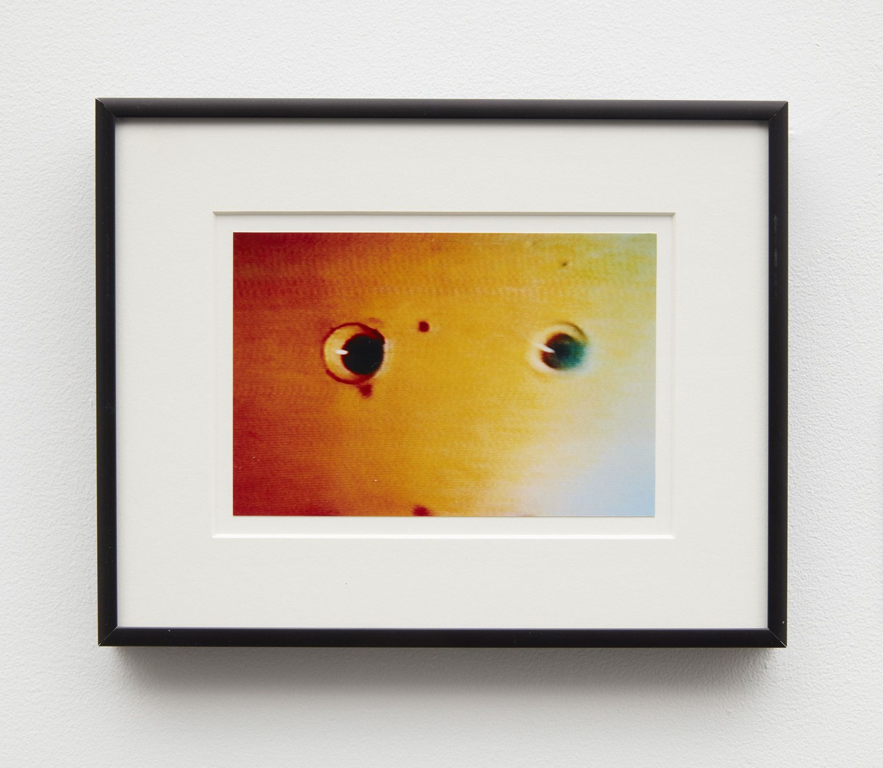 photograph of animal eyeballs by john waters