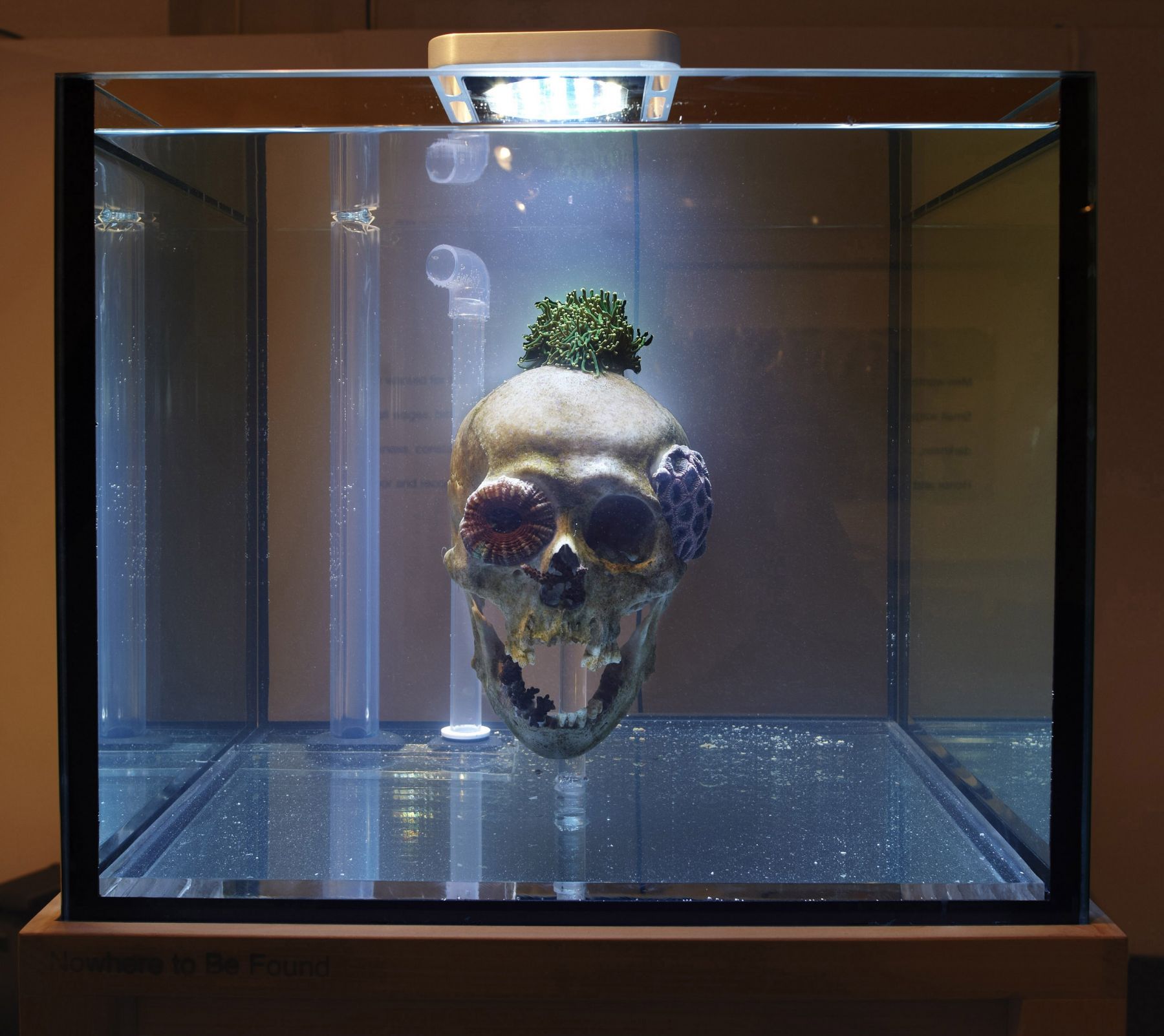 skull in an aquarium tank by mathias kessler