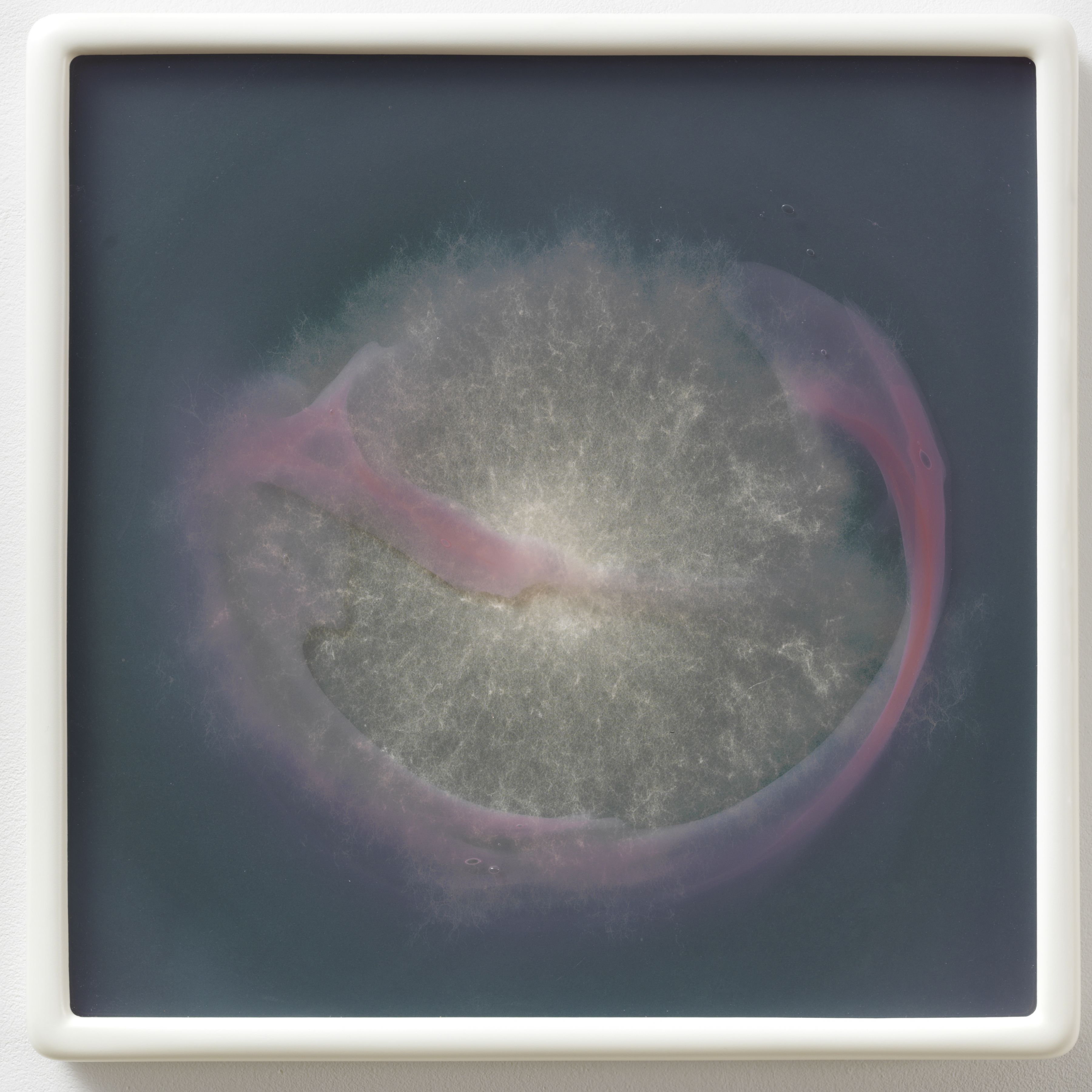 Arthrinium sacchari R32 MA #9, 2016