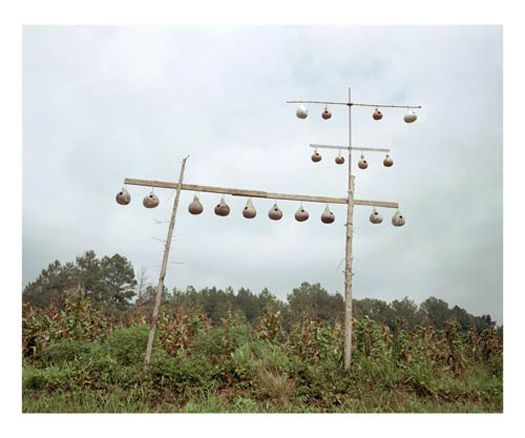 Gourd Tree, near Fayette, Alabama, 1988