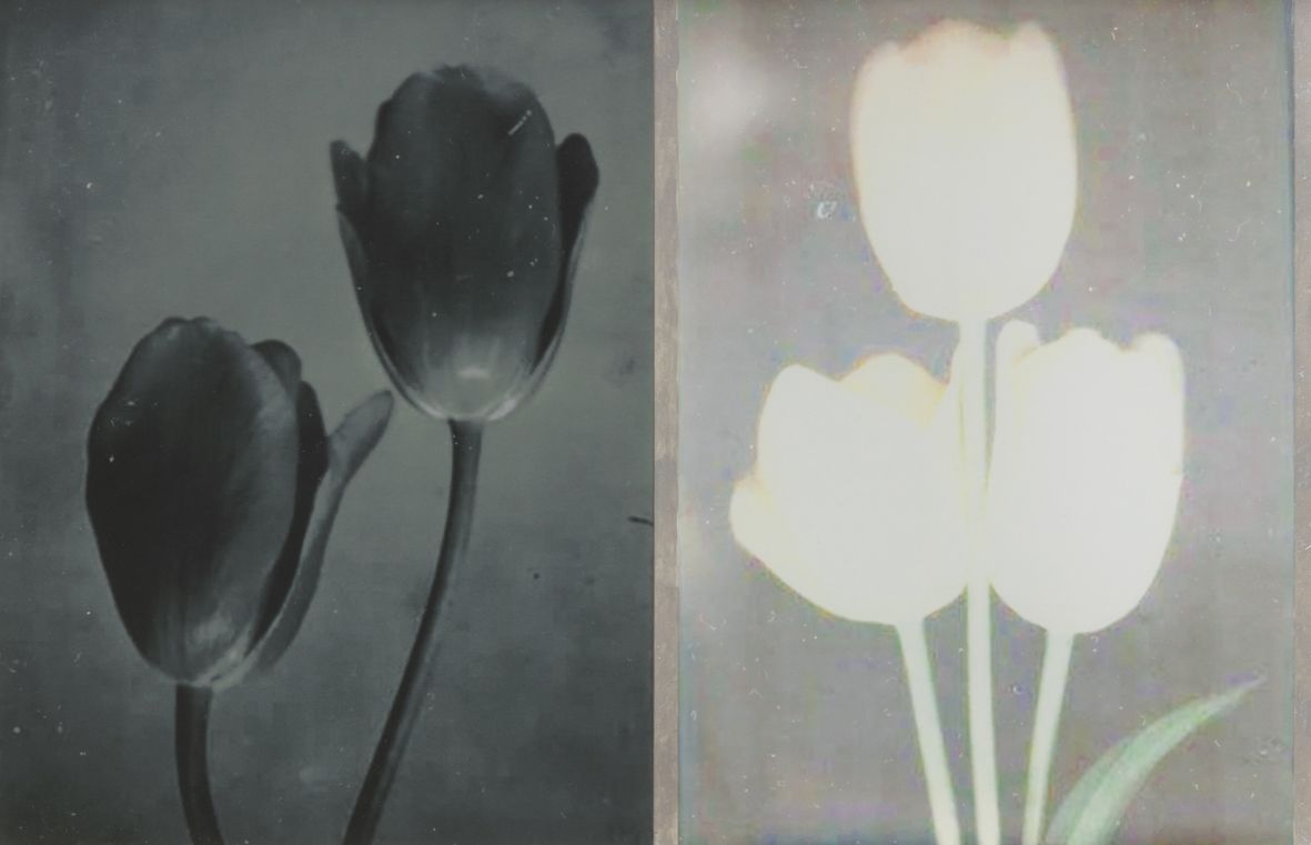 Extinct: Two Tulips, 2019