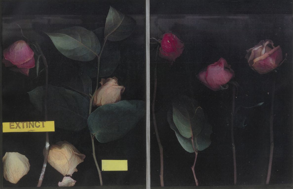 Extinct: Three Roses, 2019