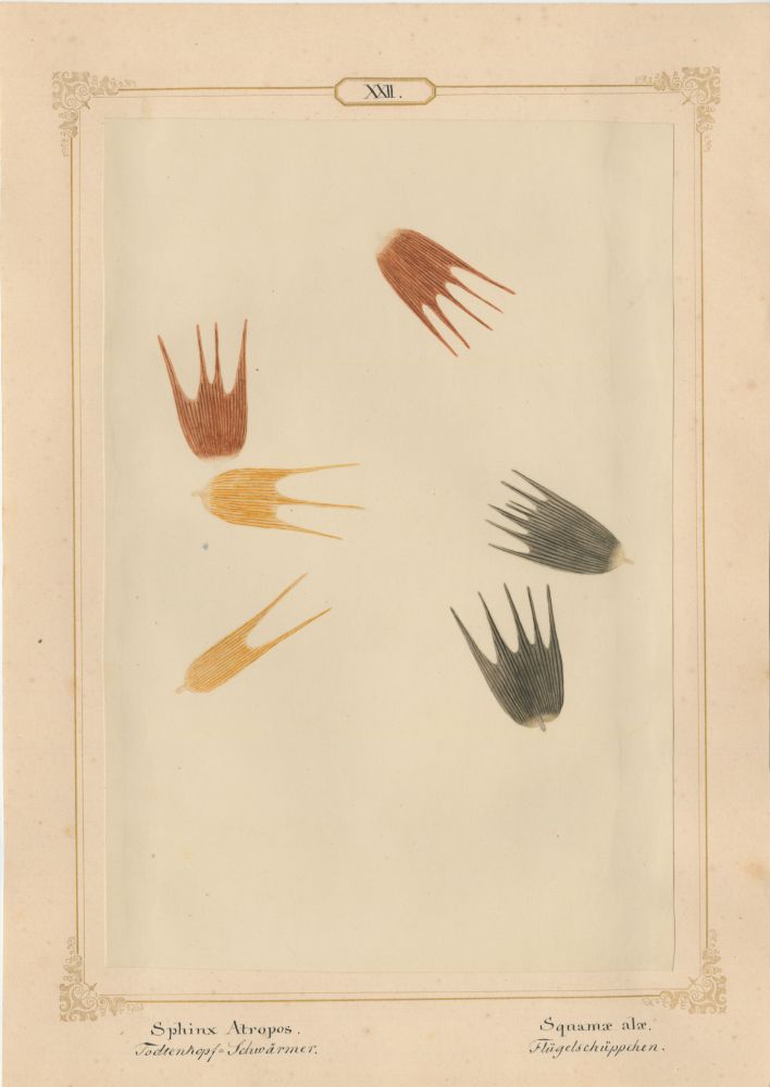 Ernst HEEGER (Austrian, 1783-1866) "Sphinx Atropos. Squamae alae." Acherontia atropos. (Wing scales of death’s-head hawk moth), 1860 Hand colored salt print from a glass negative 20.3 x 13.6 cm mounted on 26.0 x 18.5 cm sheet Numbered and titled in Latin and German in ink on mount