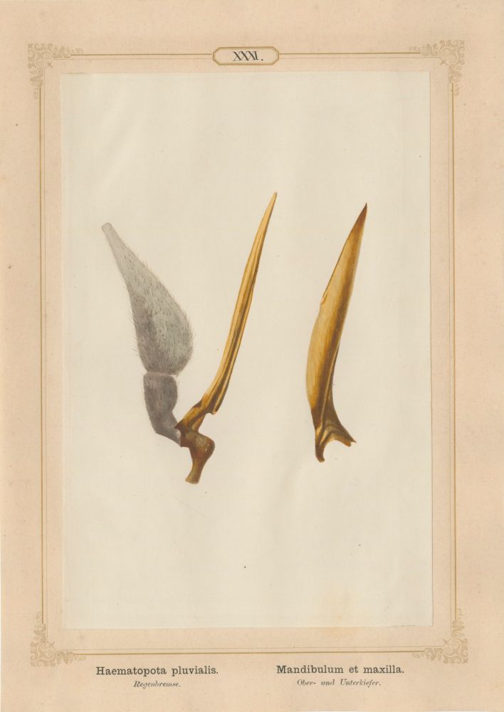 Ernst HEEGER (Austrian, 1783-1866) "Haematopota pluvialis. Mandibulum et maxilla." (Upper and lower jaws of common horse fly), 1861 Hand colored salt print from a glass negative 20.3 x 13.4 cm mounted on 26.0 x 18.5 cm sheet Numbered in ink with printed titles in Latin and German on mount