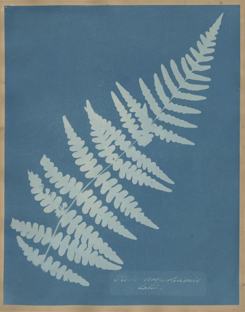 Anna ATKINS (English, 1799-1871) "Pteris Verspertilionis Labil", circa 1851-1854 Cyanotype photogram 25.7 x 20.2 cm mounted on 37.4 x 23.4 cm album page Handwritten title within the plate. "18" in pencil on mount verso.