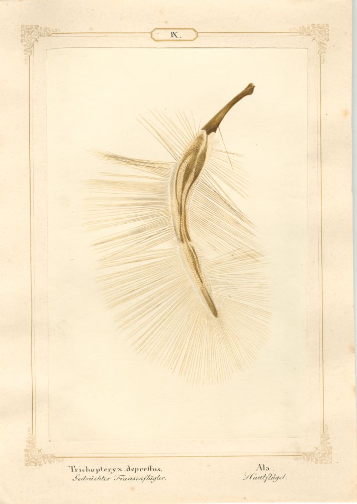 Ernst HEEGER (Austrian, 1783-1866) "Trichopteryx depressus. Ala." Acrotrichis matthewsiana. (Plumose hindwing of flattened featherwing beetle), 1860 Hand colored salt print from a glass negative 20.3 x 13.5 cm mounted on 26.0 x 18.5 cm sheet Numbered and titled in Latin and German in ink on mount