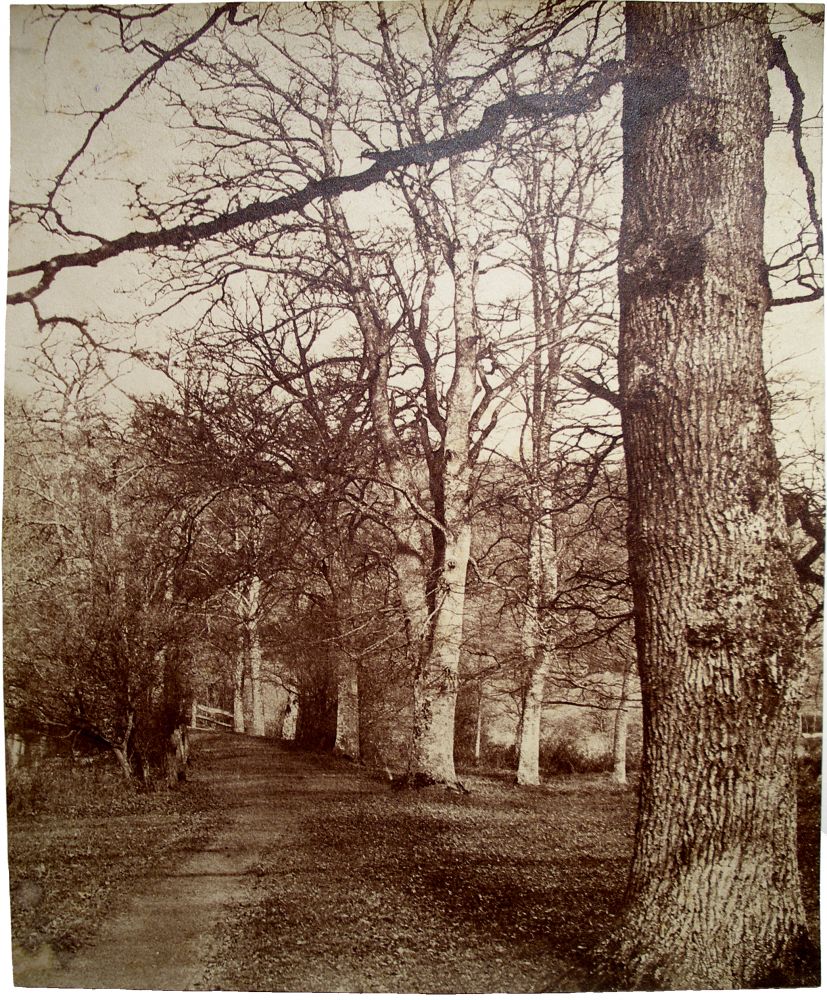 Benjamin Brecknell TURNER (English, 1815-1894) "In Loseley Park"*, 1852-1854 Albumen print from a waxed calotype negative 27.0 x 22.4 cm Titled in pencil on verso