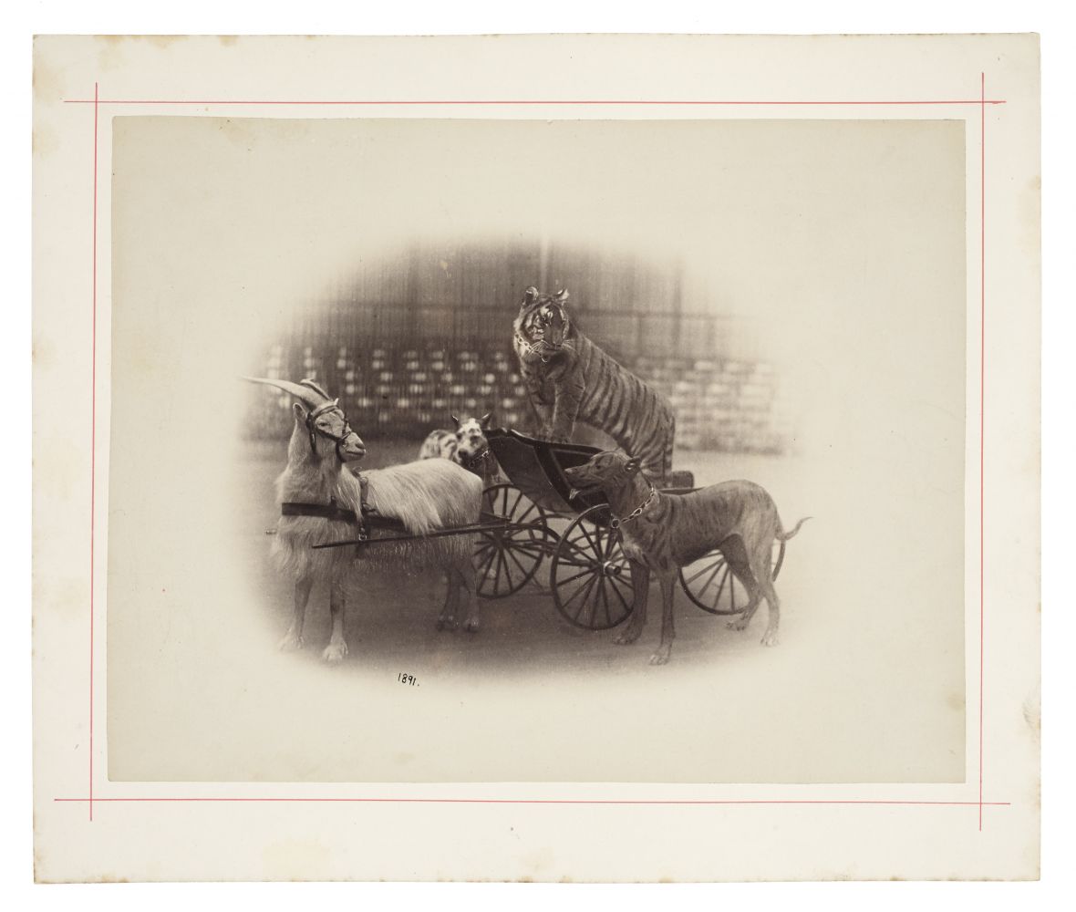 Peter NISSEN (German) Circus animals, goat pulling a tiger in a cart, with two dogs from "Carl Hagenbeck's Zoologischer Circus", 1891 Albumen print 22.3 x 28.7 cm mounted on 28.4 x 33.8 cm card, ruled in red Dated "1891" in the negative, and photographer's blindstamp. Stamped "Photographiesches-Atelier von Peter Nissen, Reeperbahn 28 Hamburg, St. Pauli" in ink on verso.
