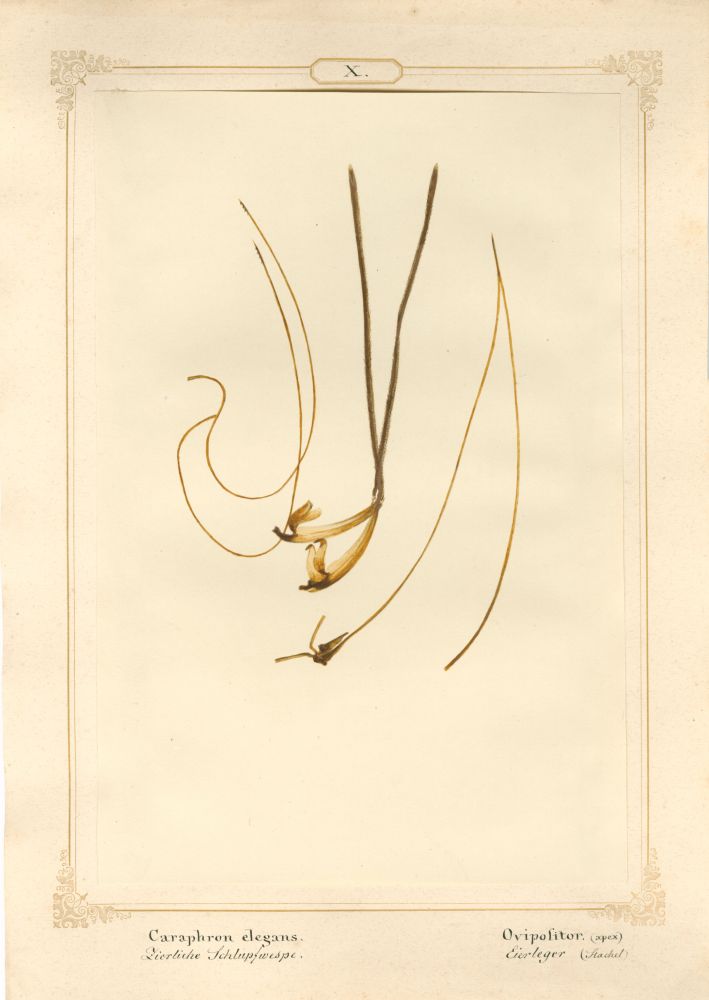 Ernst HEEGER (Austrian, 1783-1866) "Caraphron elegans. Ovipolitor. (apex)" (Egg layer of dainty parasitoid wasp), 1860 Hand colored salt print from a glass negative 20.6 x 13.7 cm mounted on 26.0 x 18.5 cm sheet Numbered and titled in Latin and German in ink on mount