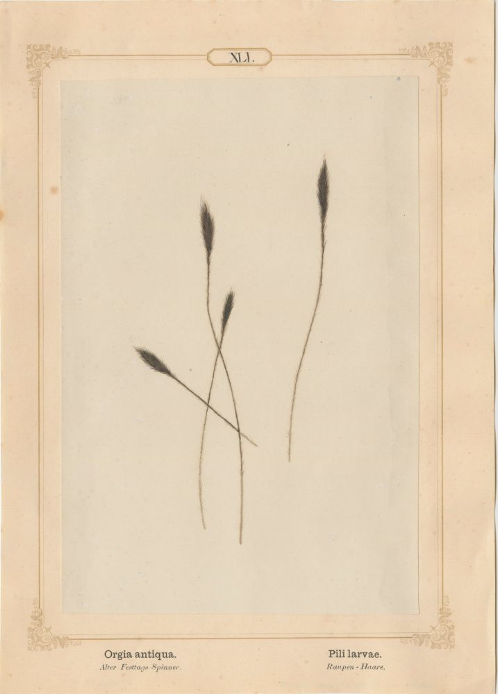 Ernst HEEGER (Austrian, 1783-1866) "Orgia antiqua. Pili larvae." (Bush-tipped hairs of caterpillar of rusty tussock moth), 1861 Hand colored salt print from a glass negative 20.2 x 13.4 cm mounted on 26.0 x 18.5 cm sheet Numbered in ink with printed titles in Latin and German on mount