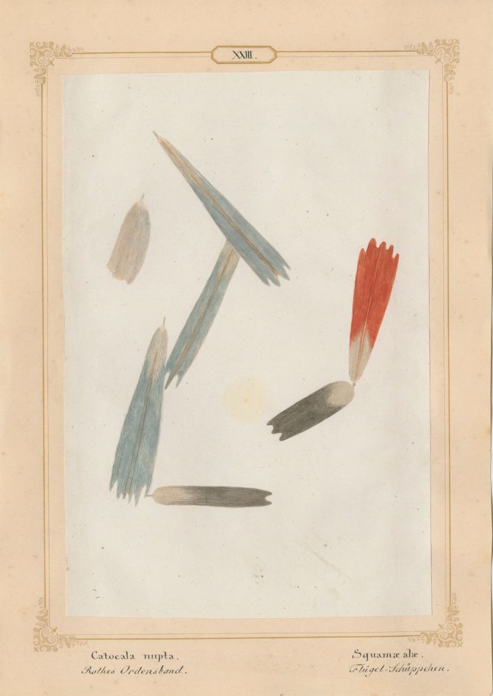 Ernst HEEGER (Austrian, 1783-1866) "Catocala nupta. Squamae alae." (Wing scales of red underwing moth), 1860 Hand colored salt print from a glass negative 20.3 x 13.6 cm mounted on 26.0 x 18.5 cm sheet Numbered and titled in Latin and German in ink on mount