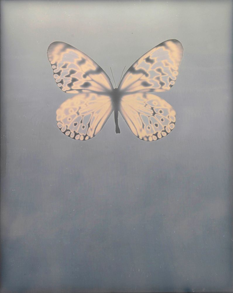 Adam FUSS (American, born in England, b. 1961) Untitled "For Allegra", 2009 Daguerreotype photogram 25.4 x 20.3 cm framed to 35.5 x 30.0 cm Signed and dated in blue ink on verso