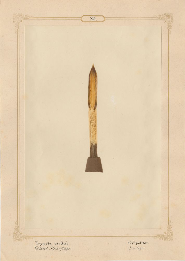 Ernst HEEGER (Austrian, 1783-1866) "Aleurodes immaculata. Larva." (Larva and shield of powdery whitefly), 1860 Hand colored salt print from a glass negative 20.3 x 13.6 cm mounted on 26.0 x 18.5 cm sheet Numbered and titled in Latin and German in ink on mount