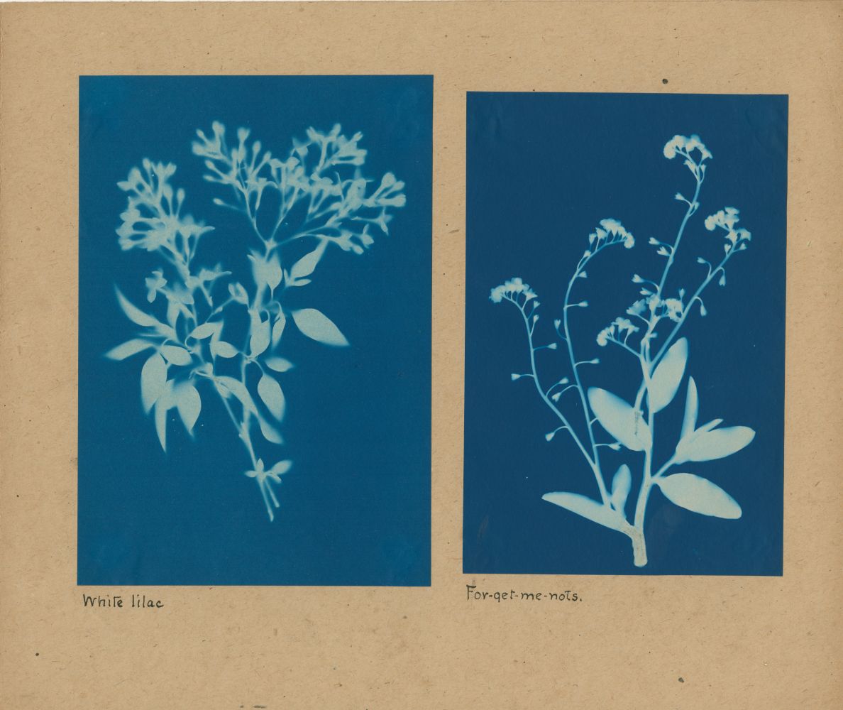 Bertha E. JAQUES (American, 1863-1941) "White lilac" and "For-get-me-nots", 1905-1915 Two cyanotypes 18.2 x 12.6 cm and 17.2 x 11.5 cm mounted together on 25.5 x 30.5 cm paper Titled in ink on mount. "C" in ink on mount verso.
