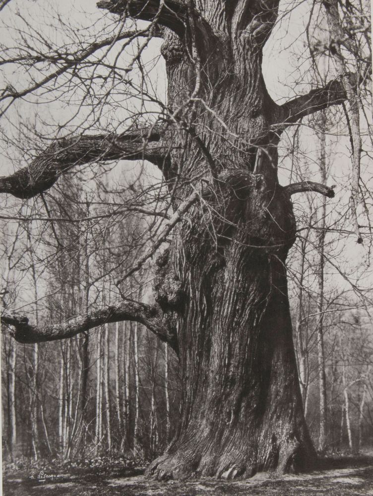 Henri LE SECQ (French, 1818-1882) Le chêne dénudé*, 1870s, paper negative 1850s Photolithograph 51.2 X 37.8 cm on 72.4 x 54.6 cm paper Signed in the negative