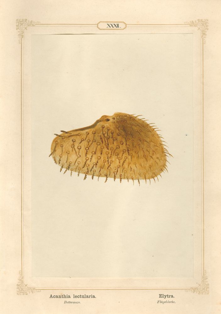 Ernst HEEGER (Austrian, 1783-1866) "Acanthia lectularia. Elytra." Cimex lectularis. (Wing cover of bed bug), 1861 Hand colored salt print from a glass negative 20.2 x 13.4 cm mounted on 26.0 x 18.5 cm sheet Numbered in ink with printed titles in Latin and German on mount