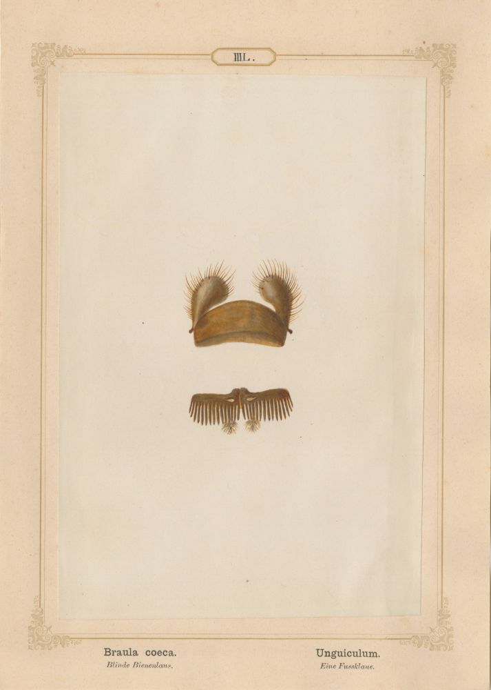 Ernst HEEGER (Austrian, 1783-1866) "Braula coeca. Unguiculum." (Foot claw of bee louse), 1861 Hand colored salt print from a glass negative 20.5 x 13.7 cm mounted on 26.0 x 18.5 cm sheet Numbered in ink with printed titles in Latin and German on mount