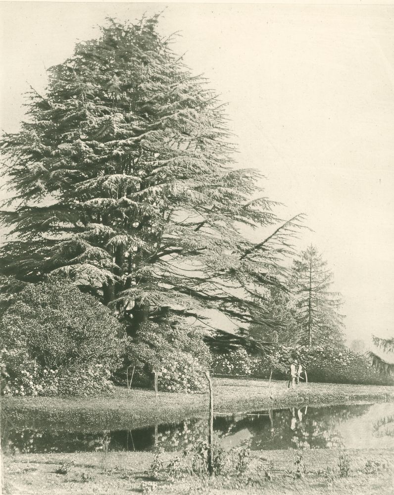 Roger FENTON (English, 1819-1869) Photographic Art Treasures "Cedars Monmouthshire", Published October 1857 Photogalvanograph 21.5 x 17.6 cm on 25.4 x 22.5 cm paper mounted on 55.8 x 38.5 cm card Printed title and credits