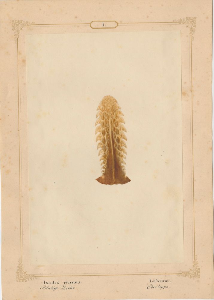 Ernst HEEGER (Austrian, 1783-1866) "Ixodes ricinus. Labrum." (Upper lip of mouthparts of dog tick), 1860 Hand colored salt print from a glass negative 20.2 x 13.4 cm mounted on 26.0 x 18.5 cm sheet Numbered and titled in Latin and German in ink on mount