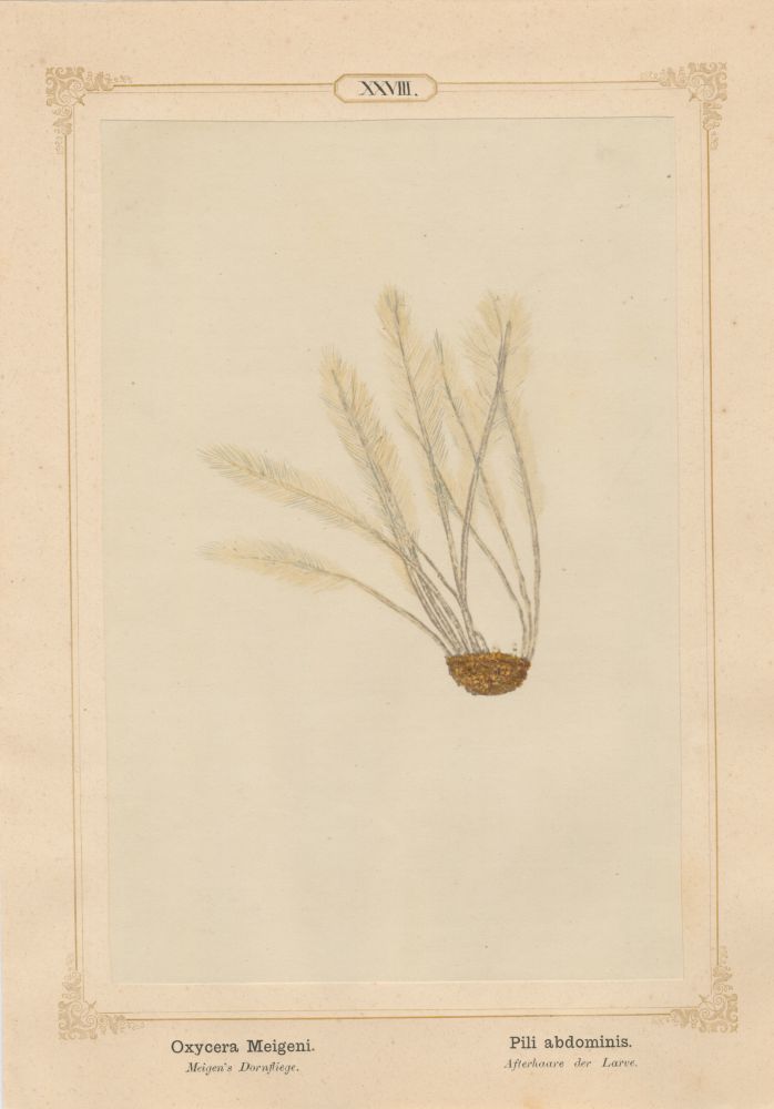Ernst HEEGER (Austrian, 1783-1866) "Oxycera Meigeni. Pili abdominis." (Feather-like brush of hairs at posterior end of abdomen of larva of Meigen’s soldier fly), 1861 Hand colored salt print from a glass negative 20.3 x 13.4 cm mounted on 26.0 x 18.5 cm sheet Numbered in ink with printed titles in Latin and German on mount