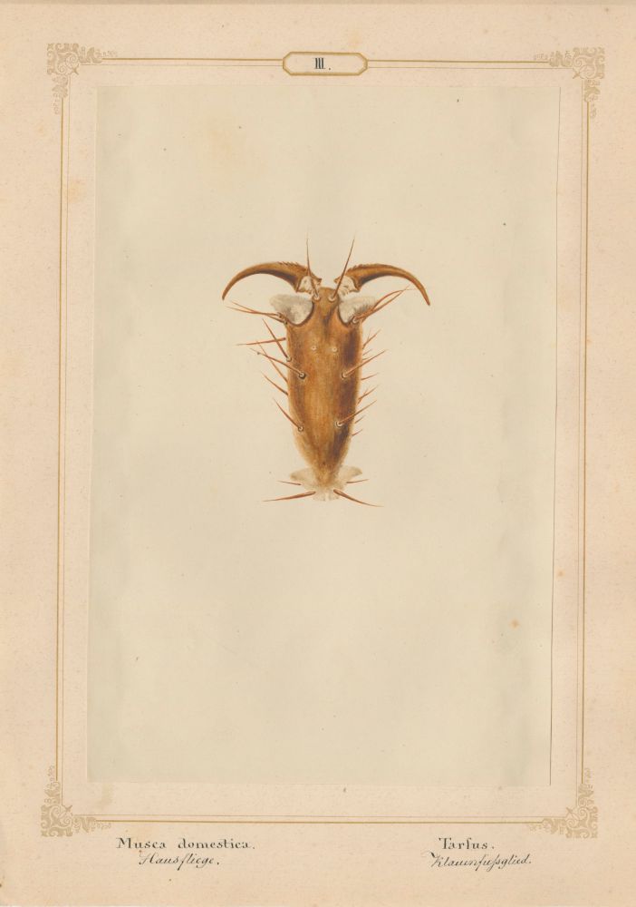 Ernst HEEGER (Austrian, 1783-1866) "Musca Domestica. Tarfus." (Foot of house fly), 1860 Hand colored salt print from a glass negative 20.0 x 13.3 cm mounted on 26.0 x 18.5 cm sheet Numbered and titled in Latin and German in ink on mount