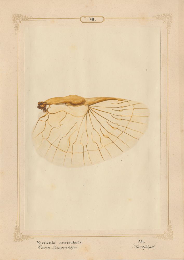 Ernst HEEGER (Austrian, 1783-1866) "Forficula auricularis. Ala." (Membranous hindwing of earwig), 1860 Hand colored salt print from a glass negative 20.4 x 13.6 cm mounted on 26.0 x 18.5 cm sheet Numbered and titled in Latin and German in ink on mount
