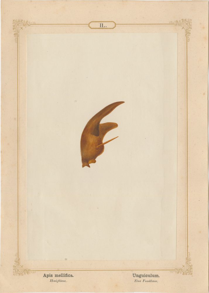 Ernst HEEGER (Austrian, 1783-1866) "Apis mellifica. Unguiculum." Apis mellifera. (Foot claw of honey bee), 1861 Hand colored salt print from a glass negative 20.2 x 13.4 cm mounted on 26.0 x 18.5 cm sheet Numbered in ink with printed titles in Latin and German on mount