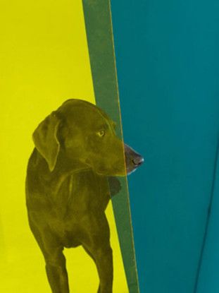 Nosy Blue, 2008