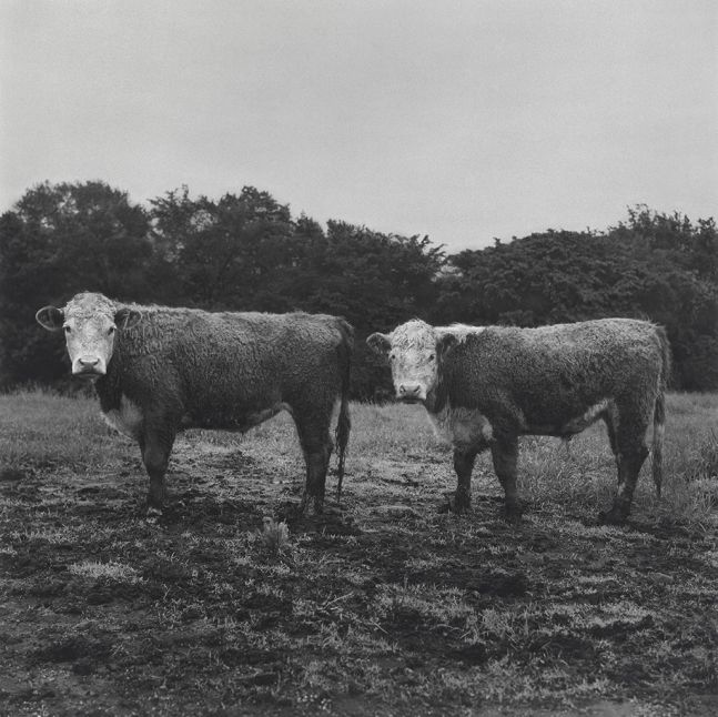 Butch and Buster, 1978/2018