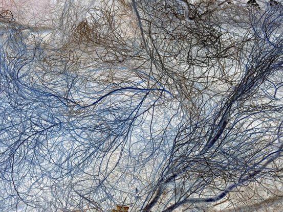 IPS #5975 (Scrub #6), 2014