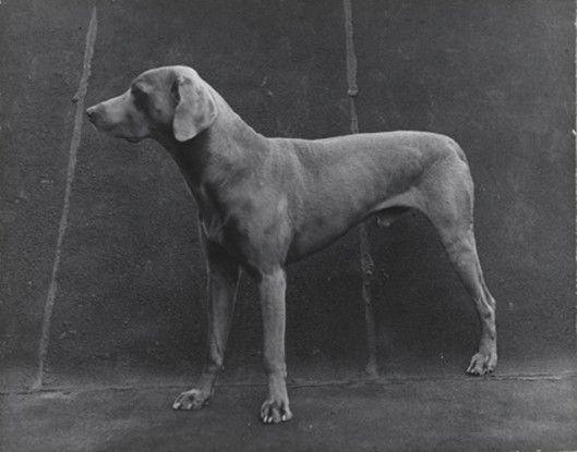 Three Legged Dog, 1976
