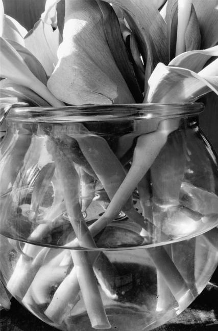 Stems, 1999/printed 2008