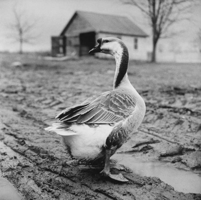 Goose with Bent Neck, 1981/2009
