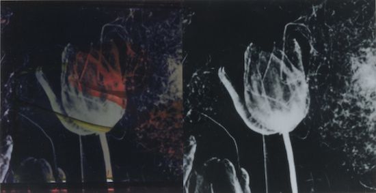 Extinct: Tulip, 2019