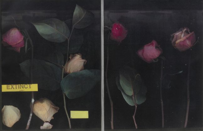 Extinct: Three Roses, 2019
